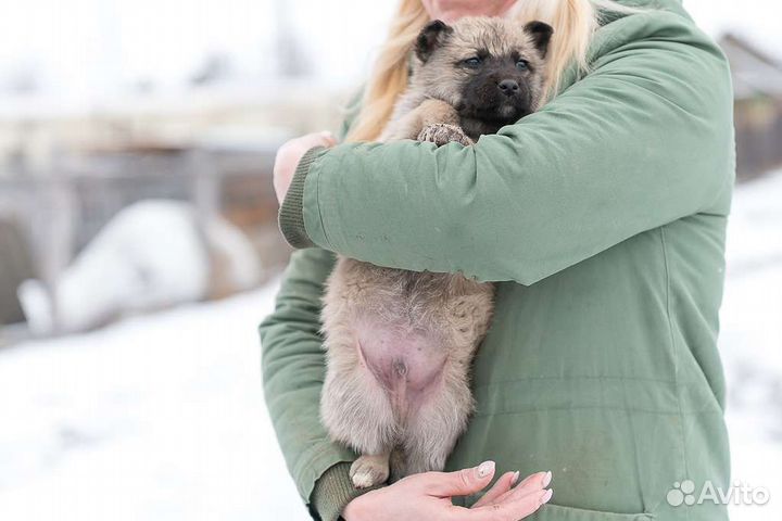 Милый пёсик