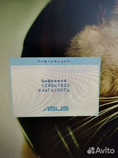 Монитор asus