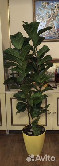 Фикус лировидный