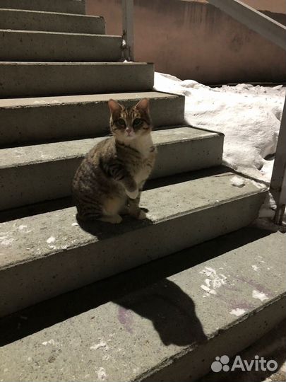 Отдам в добрые руки