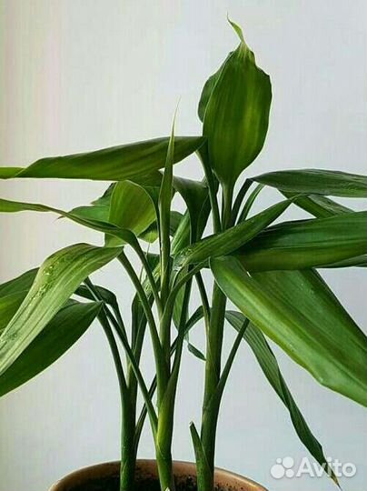 Драцена Сандера, дерево счастья