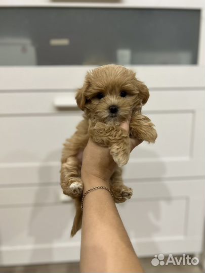 Мальтипу f1 mini