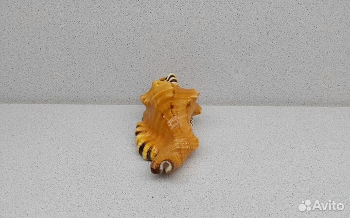 Циматиум Лоториум 12,4 морская ракушка раковина