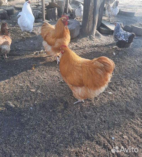 Петух орпингтон