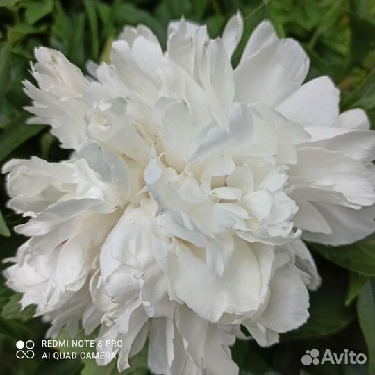 Садовые многолетники