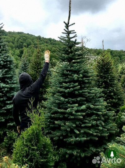 Голубая ель для живой изгороди
