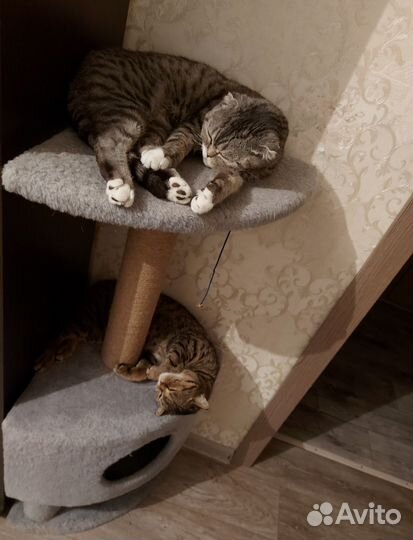 Британская кошка