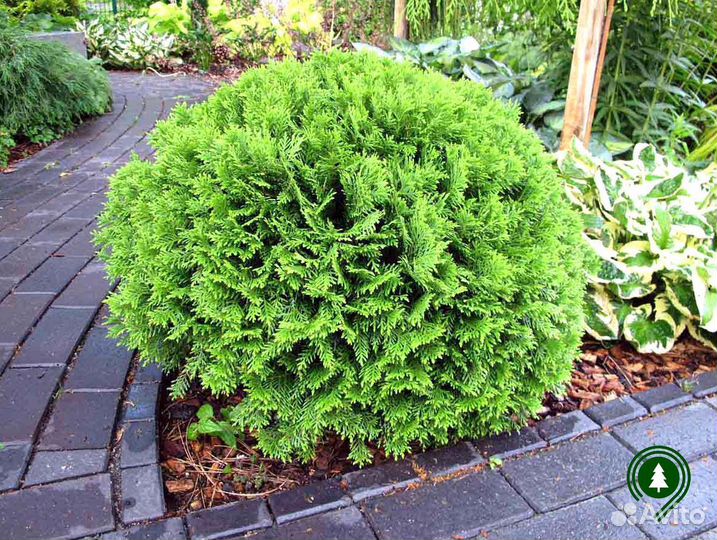 Туя даника. Доставка