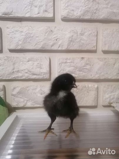 Цыплята суточные