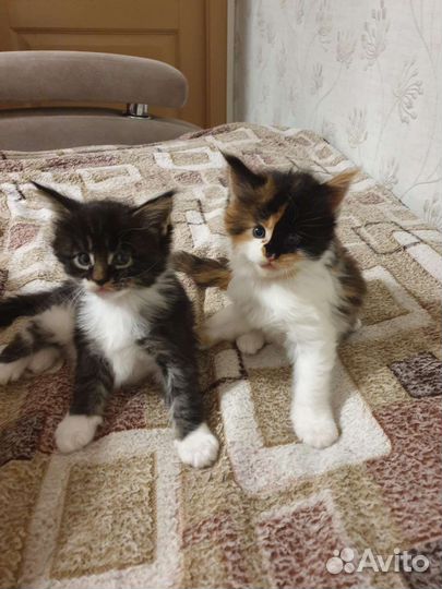 Котята в дар