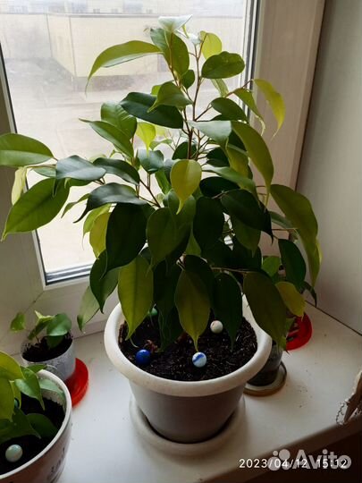 Фикус бенджамина плетеный