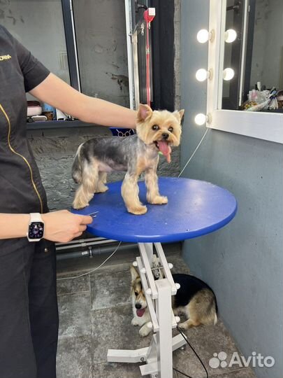 Стрижка собак