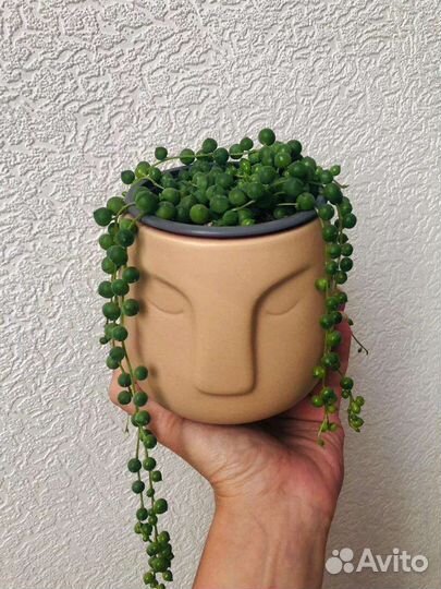 Зелёные бусы.Крестовник Роули