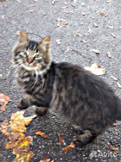 Котятам в подвал решетки закрыли