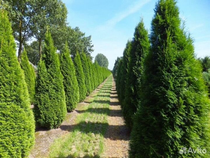 Туя западная смарагд Высота от 40см