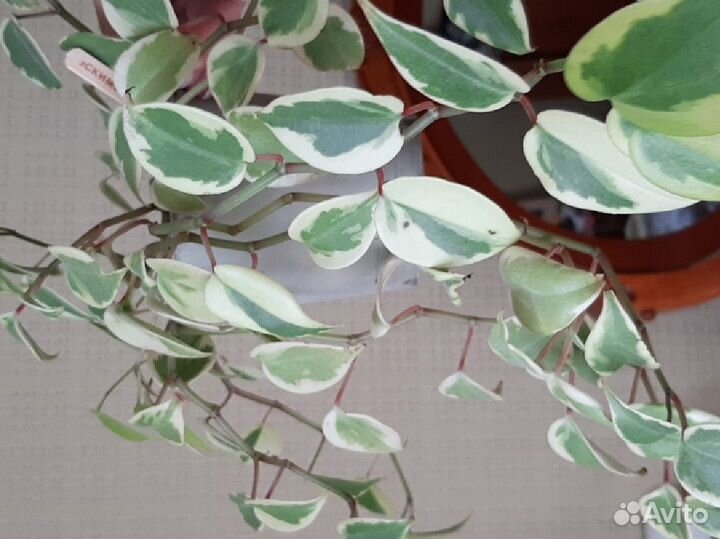 Пеперомия вариегатная