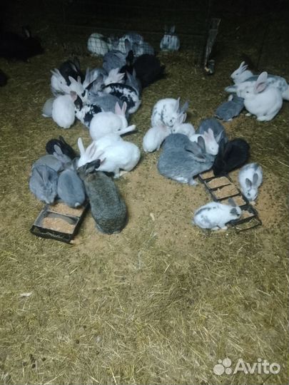 Продам кроликов