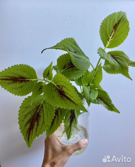 Комнатные цветы