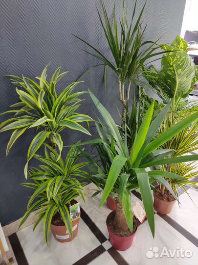 Драцена Lemon Lime