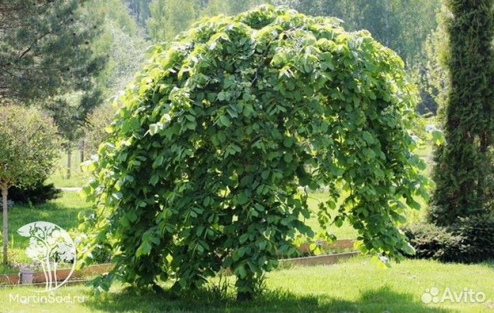 Вяз шершавый