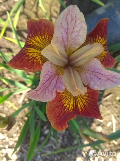 Ирисы бородатые сортовые