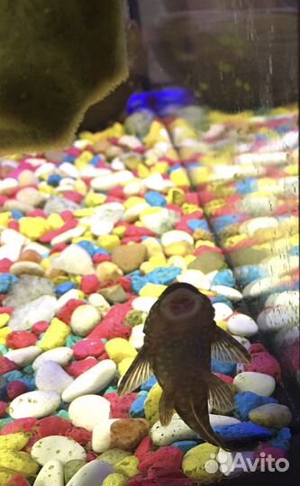 Сом анцитрус