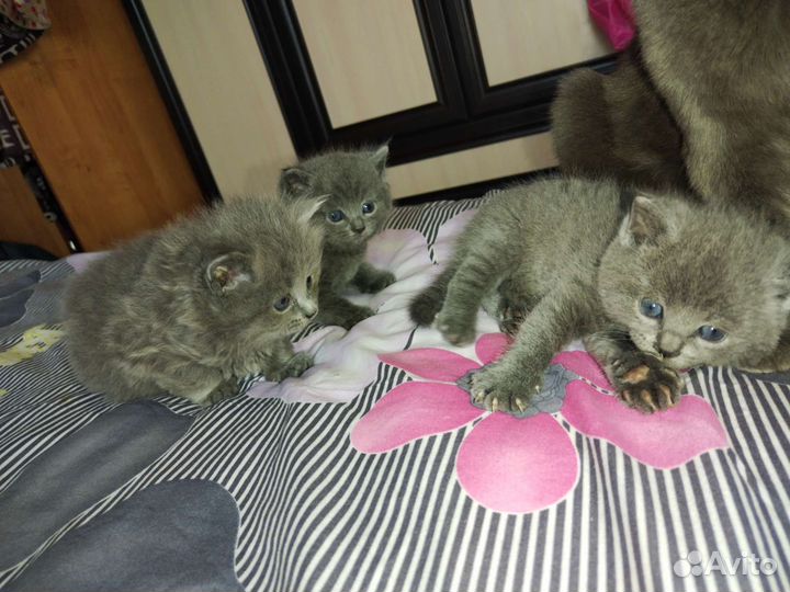 Британские котята
