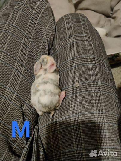 Декоративные карликовые кролики. Вислоухий баран