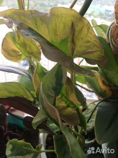 Сингониум пинк бьюти лава