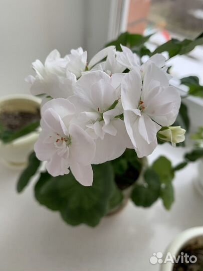 Герань розебудная красная и белая махровая