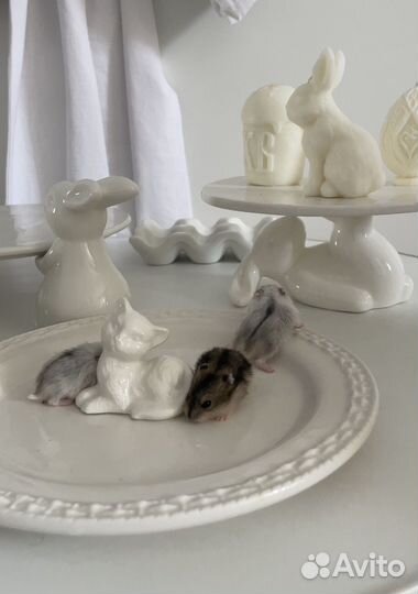 Хомяки джунгарики