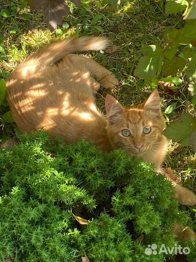 Рыжий котенок Расти