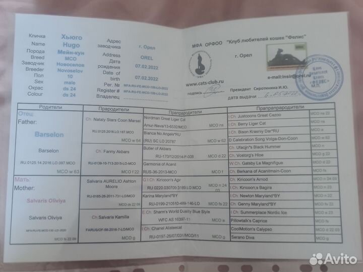 Мейн-кун вязка