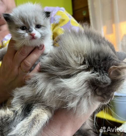 Сибирская кошка