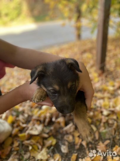 Собака в добрые руки щенок