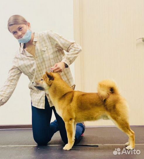 Кобель сиба для вязки