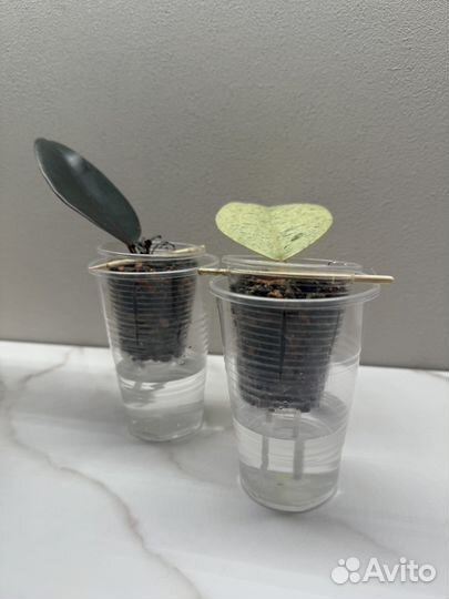 Черенки фикусов черный принц и шривериана