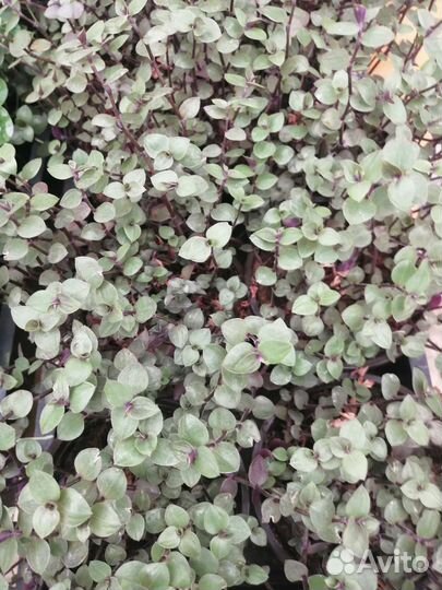 Зебрина, Дихондра, Каллизия, Хлорофитум, Хедера