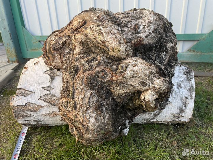 Кап сувель березовый