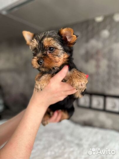 Мальчики Йоркширский терьер