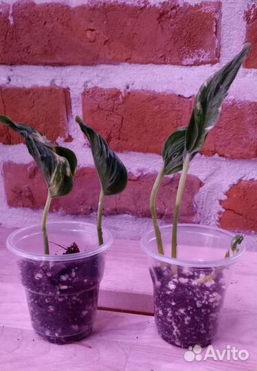 Сциндапсусы, эпипремнумы, сингониумы