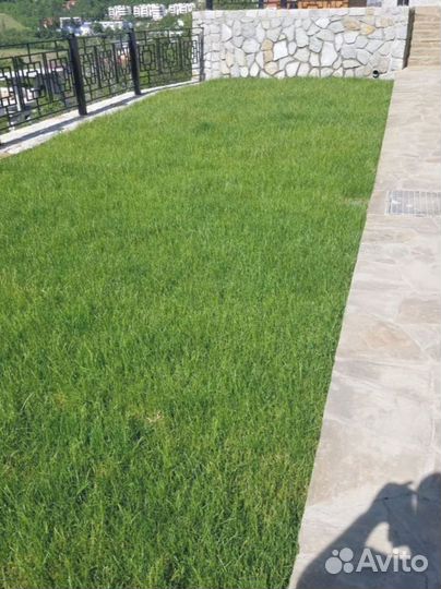 Рулонный газон 