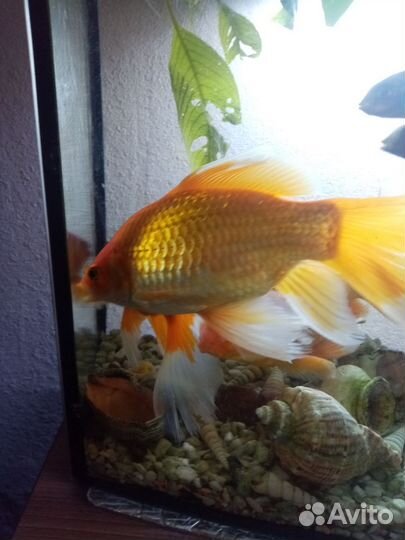 Золотая Рыба