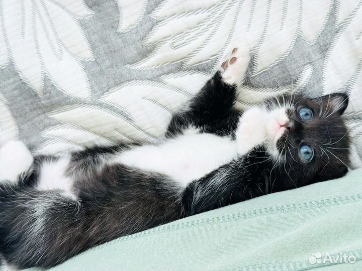 Котенок девочка в добрые руки