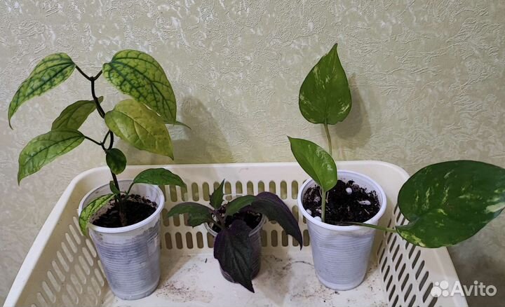 Наборы сингониумов, марант, растений