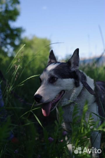 Небольшая, чудесная собачка Нора в поисках дома