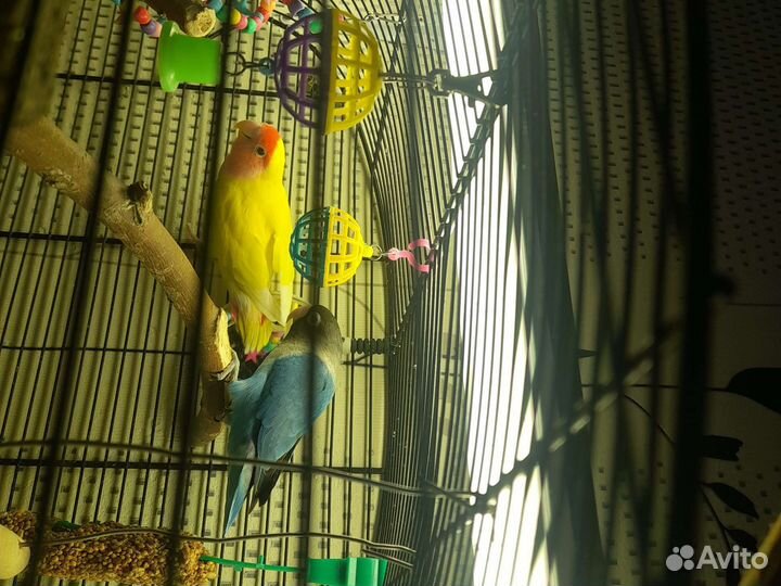 Попугай неразлучники с клеткой