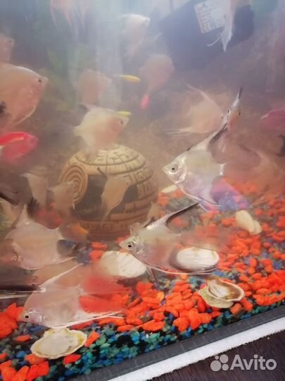 Рыба скалярия