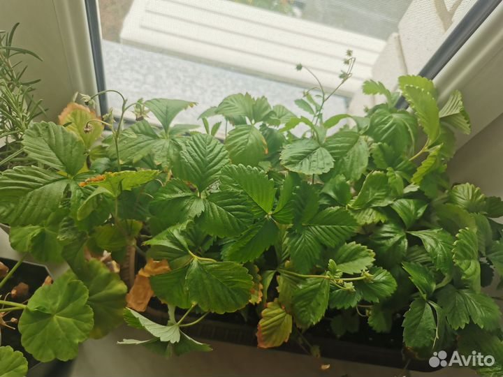 Саженцы земляники комнатной