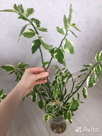 Педилантус